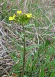 Erysimum cuspidatum. Верхушка побега с соцветием. Крым, Карадагский заповедник, юго-восточный склон хребта Беш-Таш, степной склон. 4 апреля 2013 г.