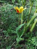 Tulipa tschimganica