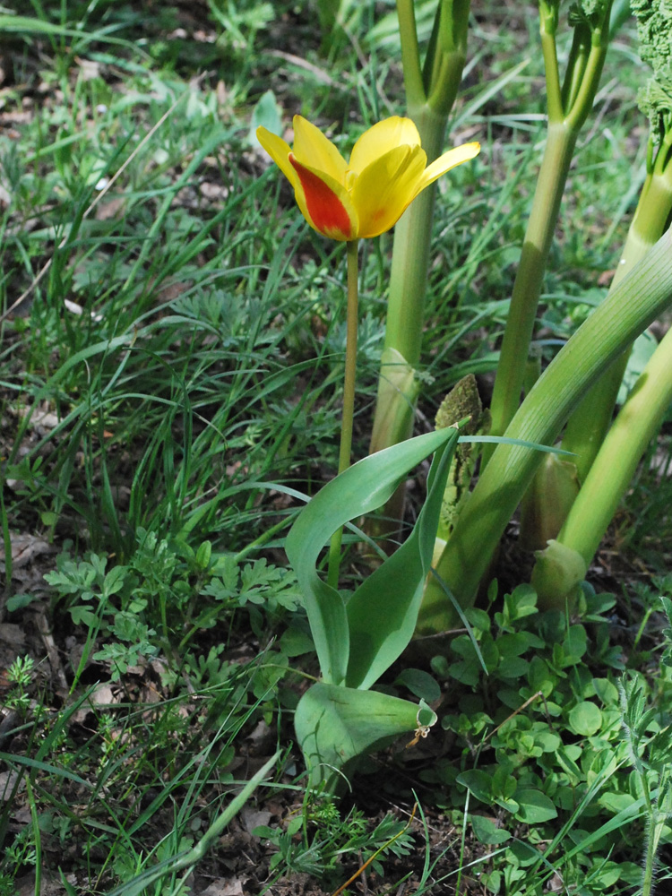 Изображение особи Tulipa tschimganica.