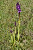 Anacamptis morio ssp. caucasica