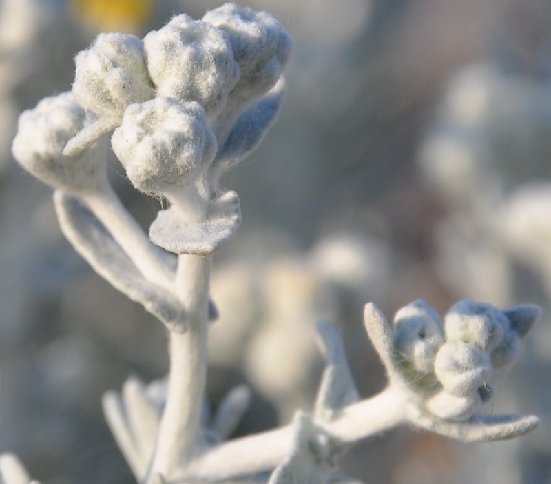 Изображение особи Otanthus maritimus.