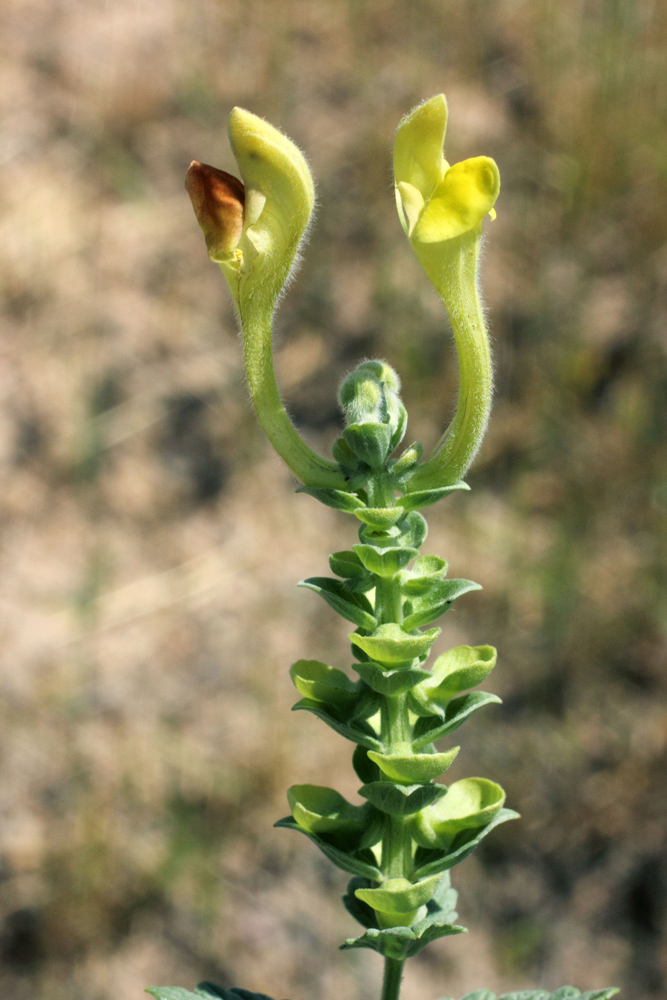 Изображение особи Scutellaria microdasys.