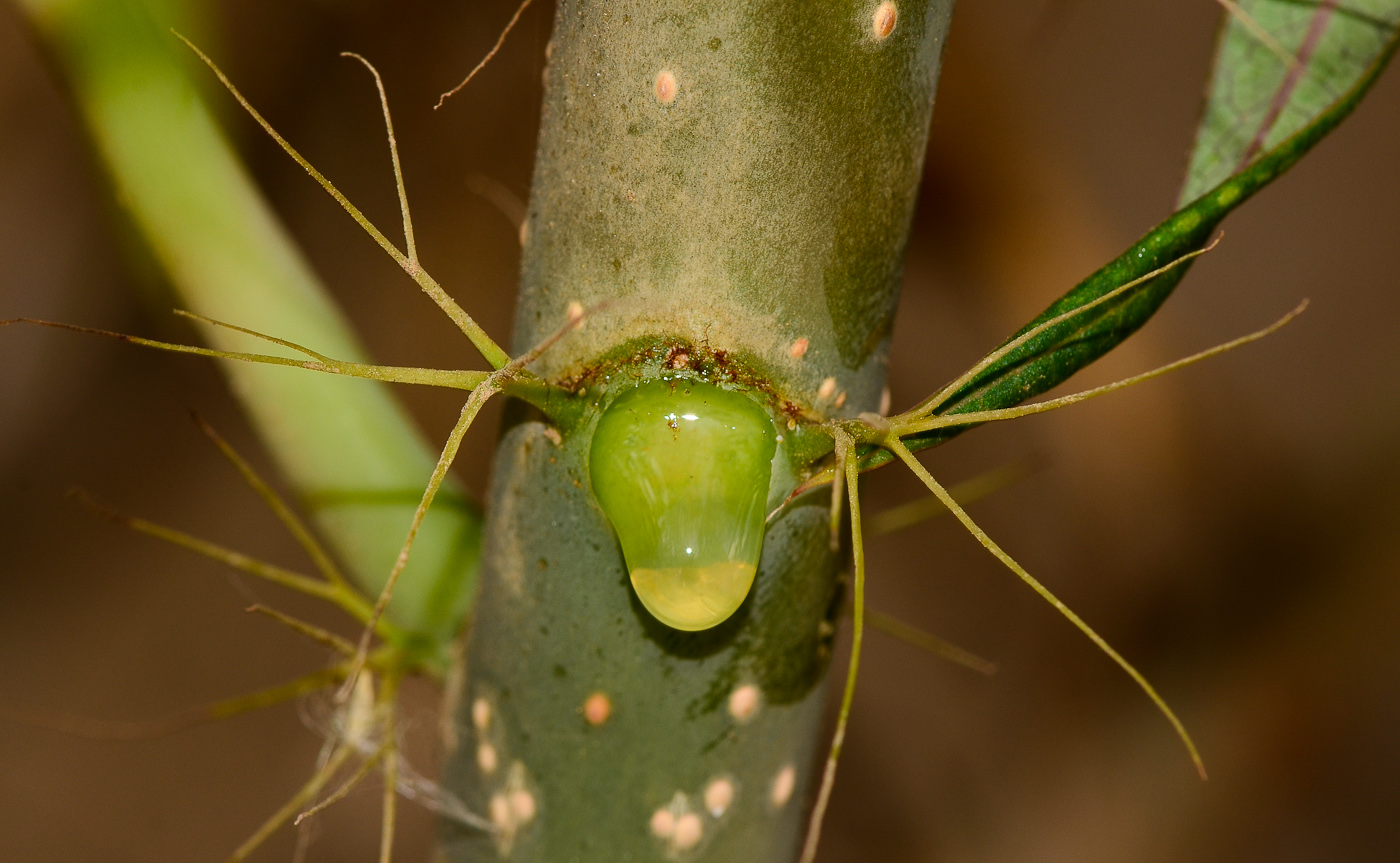 Image of Jatropha multifida specimen.