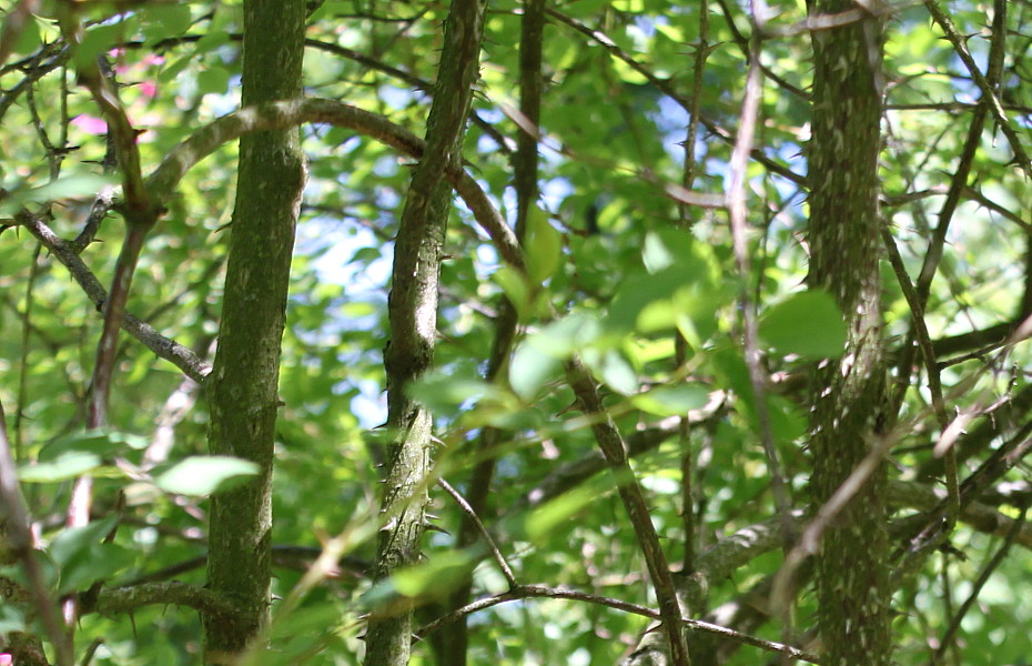 Image of Rosa webbiana specimen.