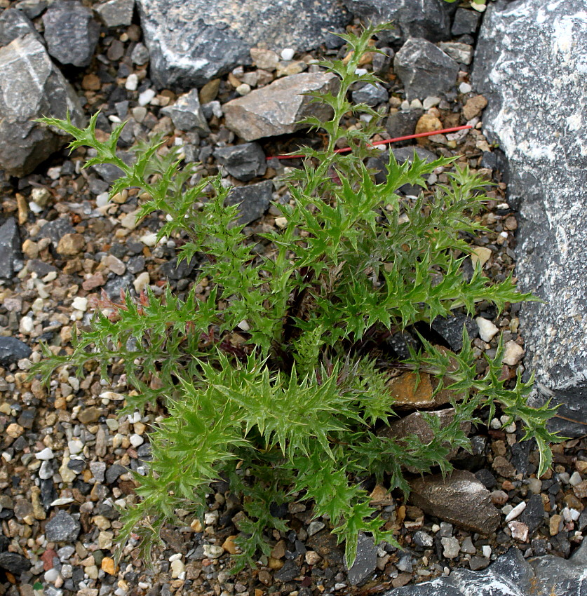 Изображение особи Carlina acaulis ssp. caulescens.