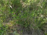 Lathyrus sylvestris