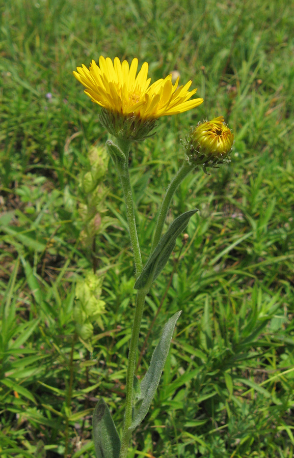 Изображение особи Inula oculus-christi.