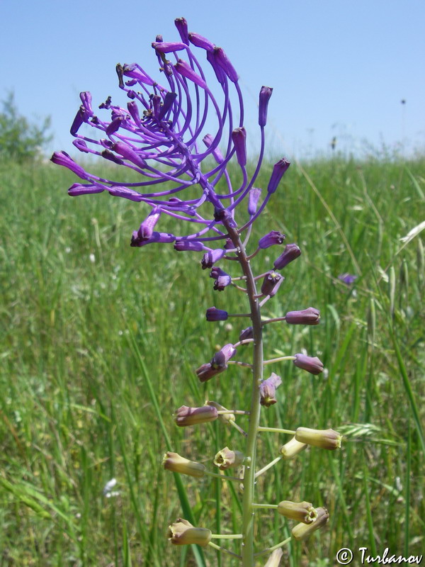 Image of Leopoldia comosa specimen.