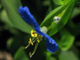 Commelina communis