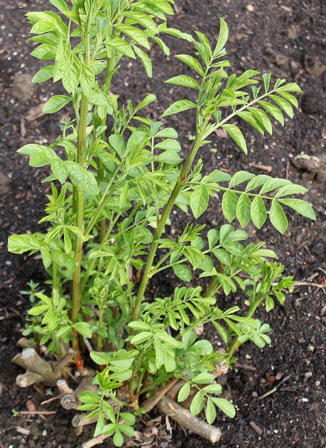 Image of Glycyrrhiza echinata specimen.