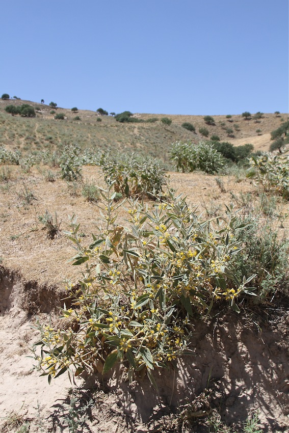 Изображение особи Phlomis bucharica.