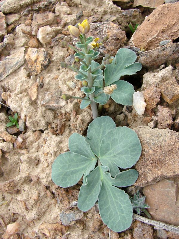 Image of Leontice incerta specimen.