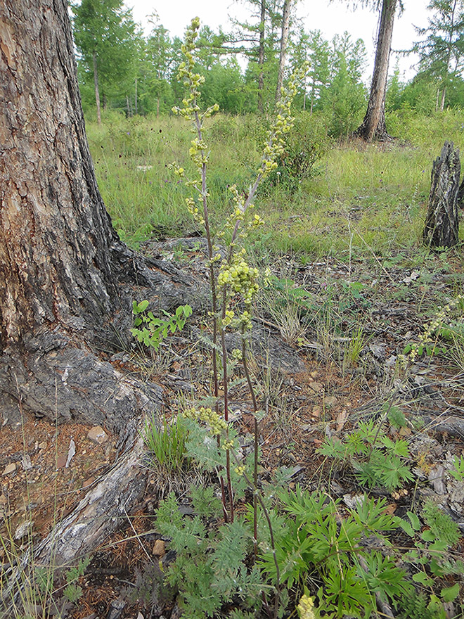 Image of Artemisia tanacetifolia specimen.