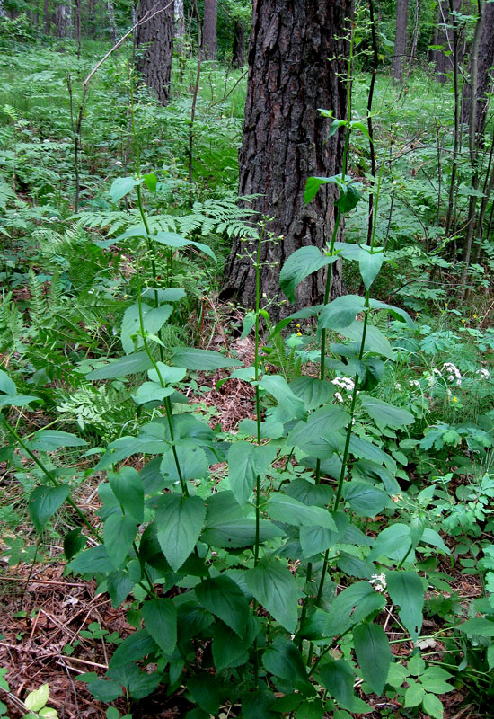 Image of Scrophularia nodosa specimen.