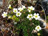 Diapensia lapponica