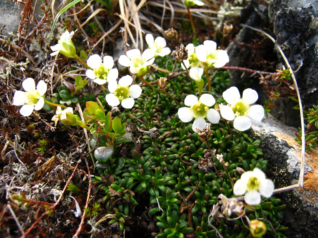 Image of Diapensia lapponica specimen.