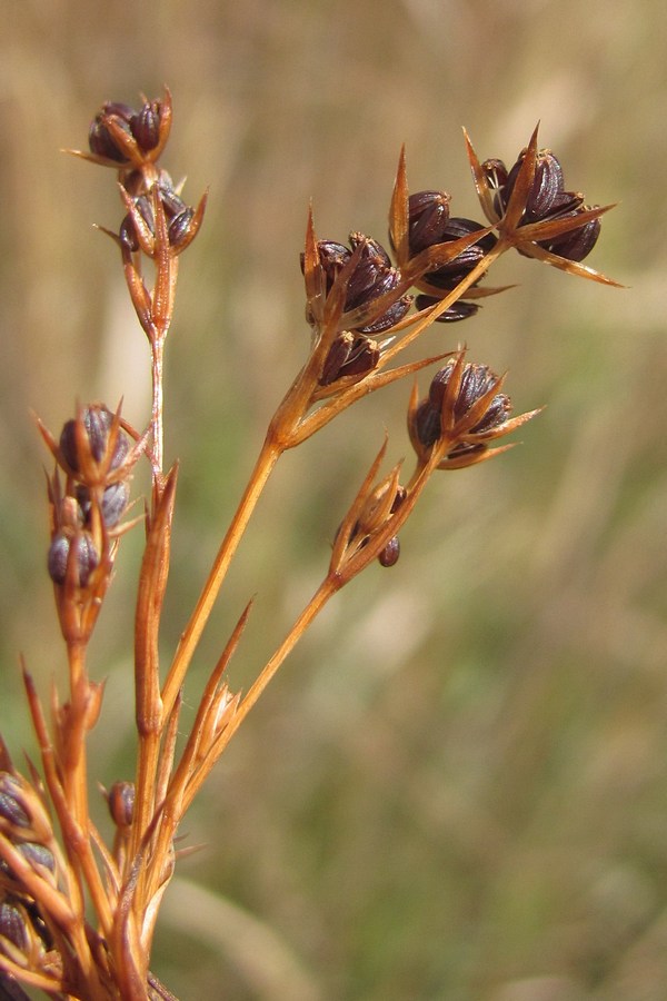 Image of Bupleurum affine specimen.