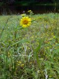 Inula britannica