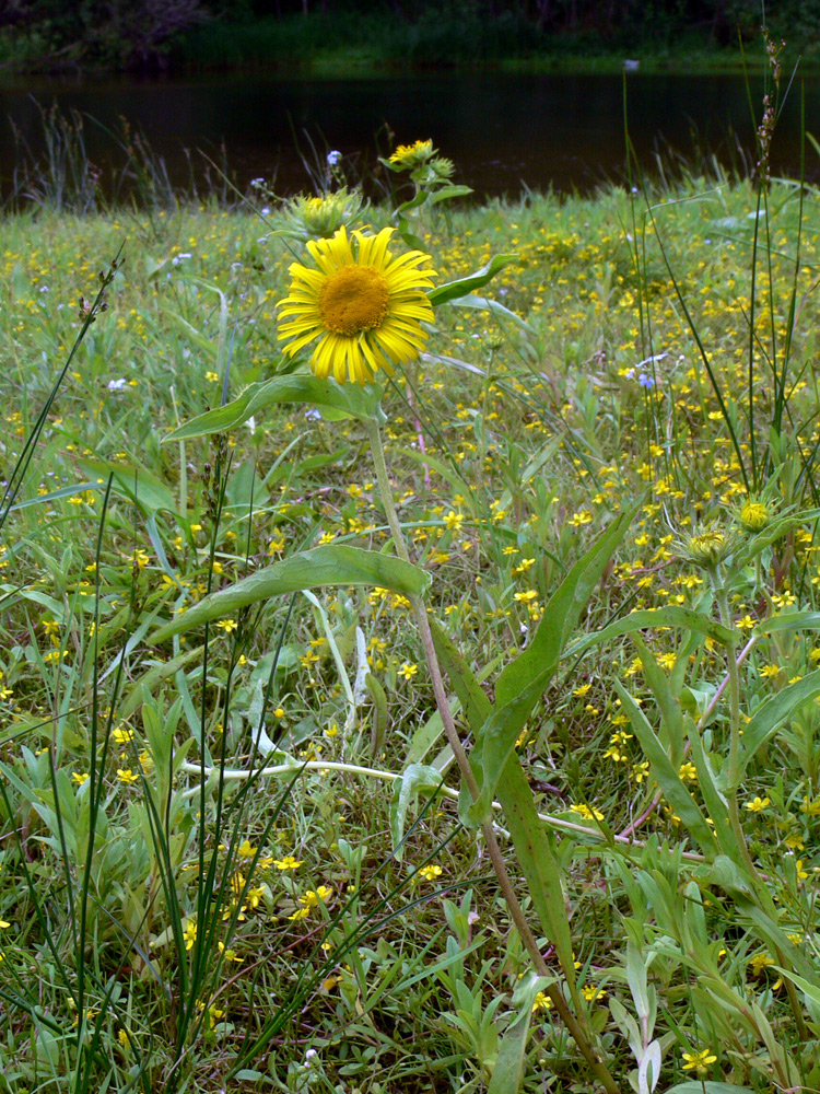 Изображение особи Inula britannica.