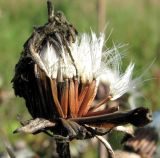 Crepis sibirica