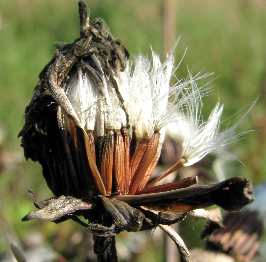 Image of Crepis sibirica specimen.