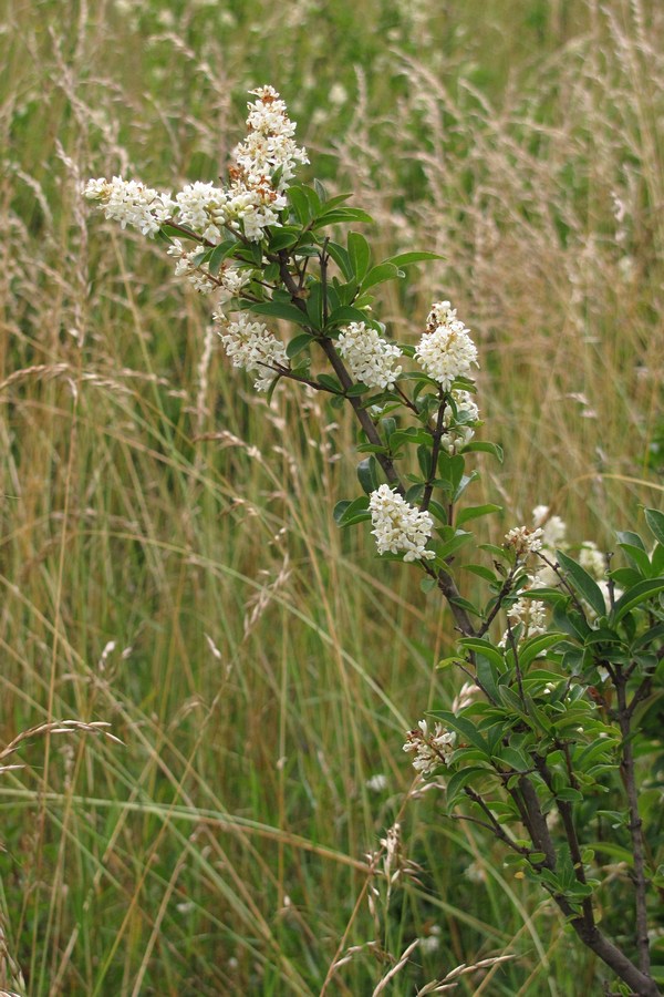 Image of Ligustrum vulgare specimen.