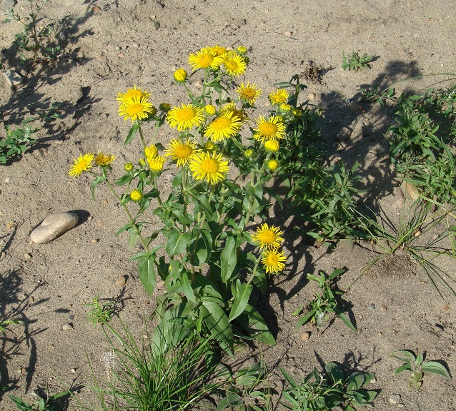 Изображение особи Inula britannica.