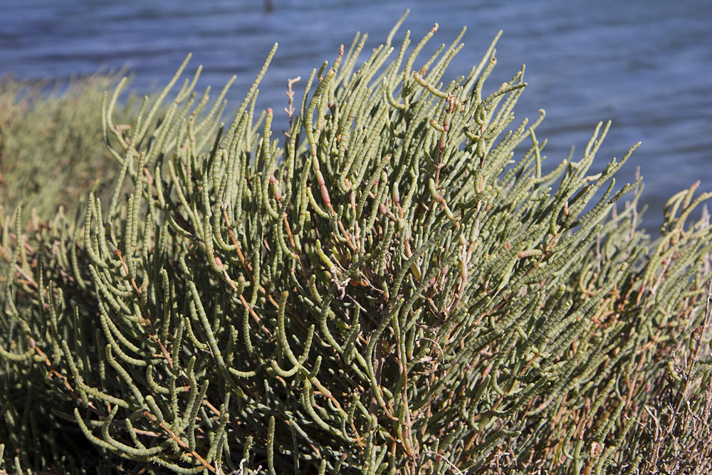 Image of Arthrocnemum macrostachyum specimen.