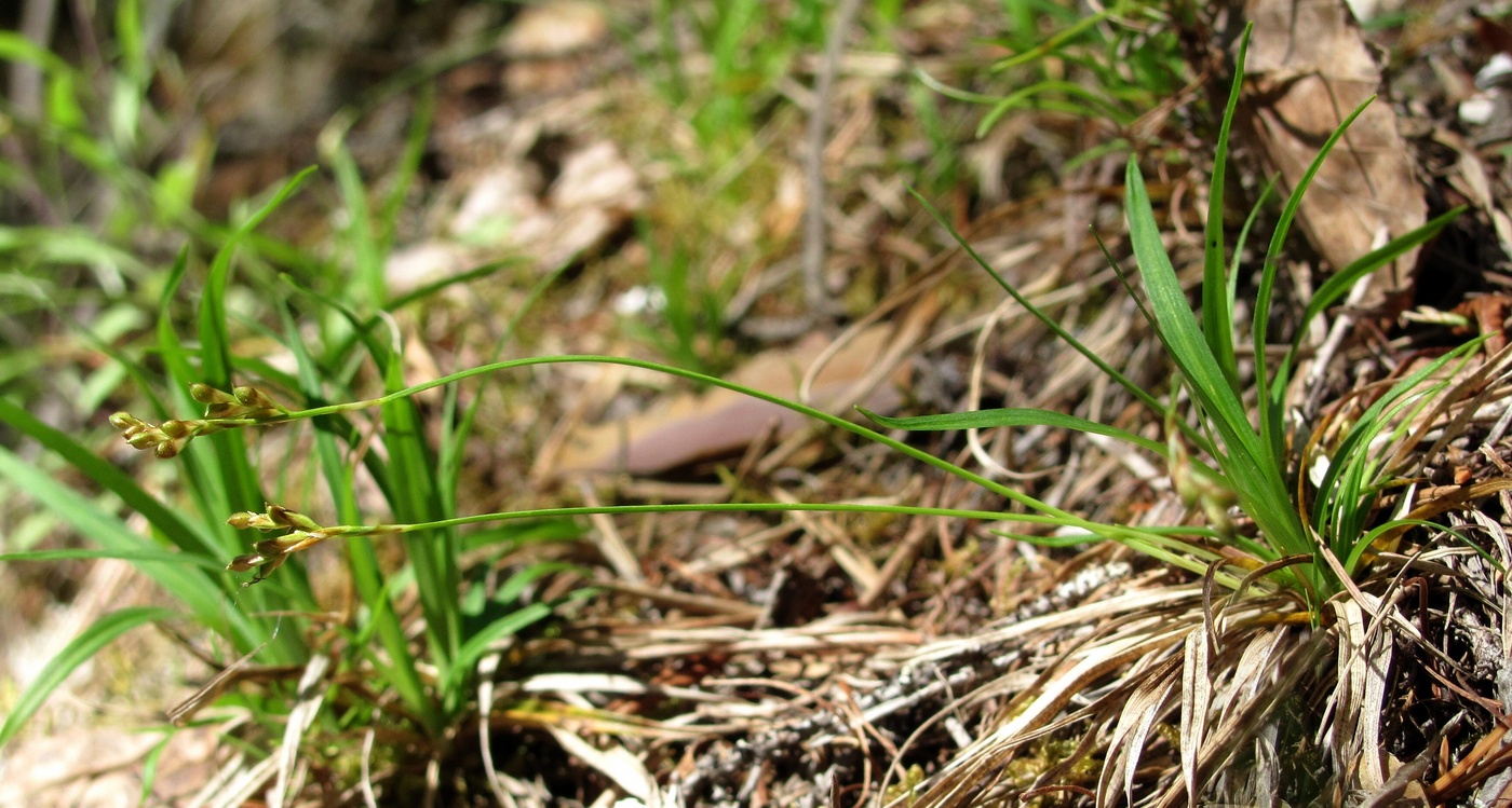 Image of Carex ornithopoda specimen.