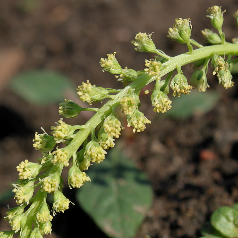 Изображение особи Reseda luteola.