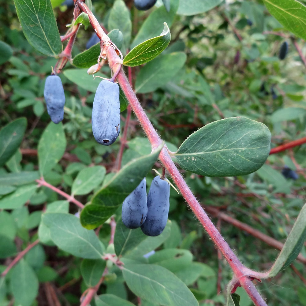 Изображение особи Lonicera stenantha.