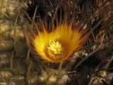 Echinocactus grusonii. Цветок. Испания, Каталония, провинция Girona, Costa Brava, Blanes, ботанический сад \"Pinya de Rosa\". 27 октября 2008 г.