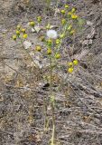 Senecio vernalis