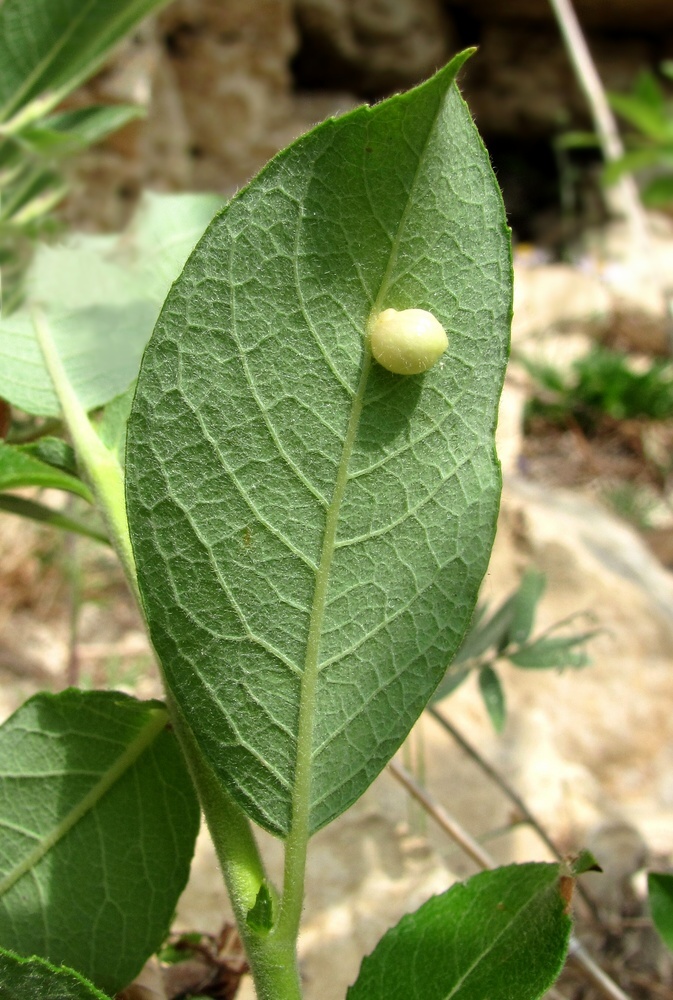 Image of Salix recurvigemmata specimen.