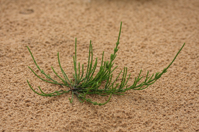 Image of Equisetum arvense specimen.