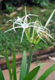 Hymenocallis speciosa. Верхушка побега с соцветием. Таиланд, Краби. 18.06.2013.