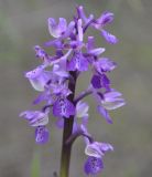 Anacamptis morio ssp. caucasica