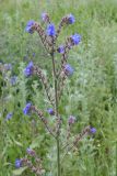 Anchusa officinalis. Верхняя часть цветущего и плодоносящего растения. Восточный Казахстан, г. Усть-Каменогорск, правый берег р. Иртыш. 11.06.2013.