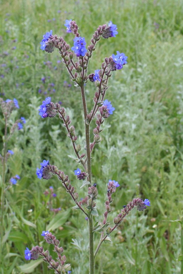 Изображение особи Anchusa officinalis.