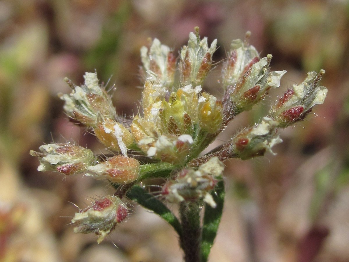 Image of Alyssum umbellatum specimen.