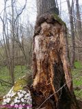 Quercus robur. Дерево, у которого один из стволов отломан в результате зимнего бурелома. Украина, Киев, заказник \"Лесники\". 6 апреля 2014 г.