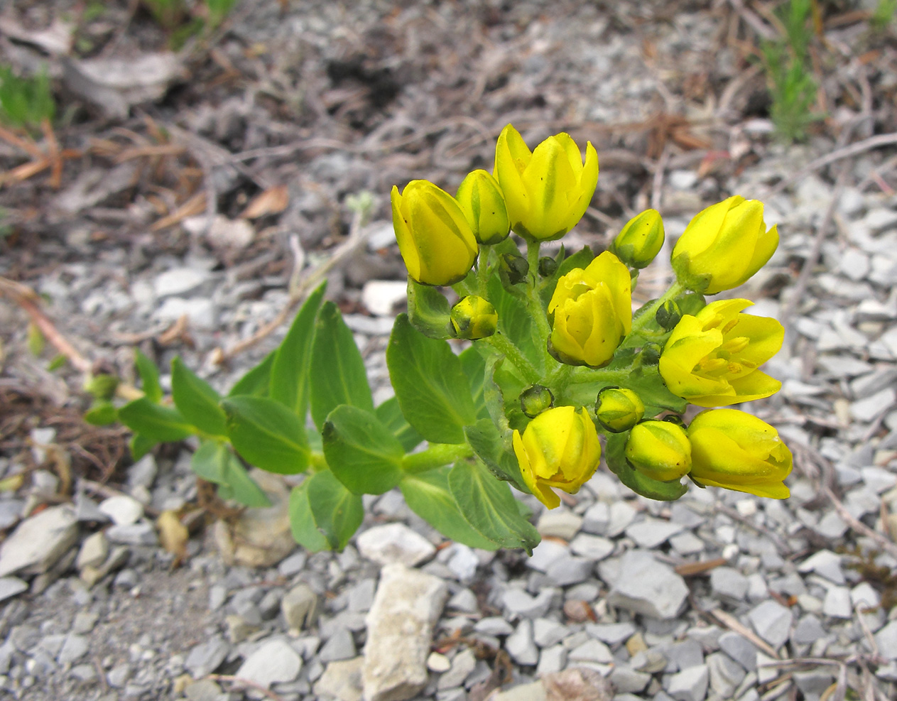 Image of Haplophyllum thesioides specimen.