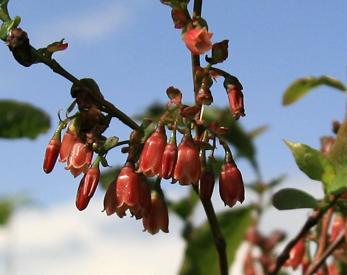 Image of Vaccinium arctostaphylos specimen.