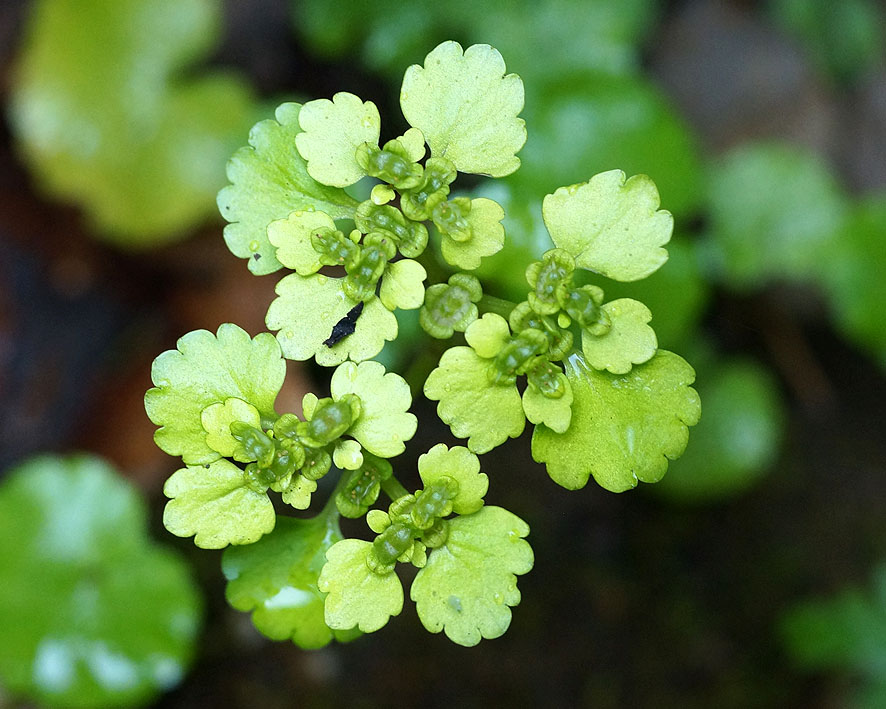 Image of Chrysosplenium alternifolium specimen.