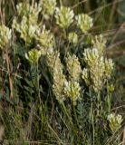 Astragalus follicularis