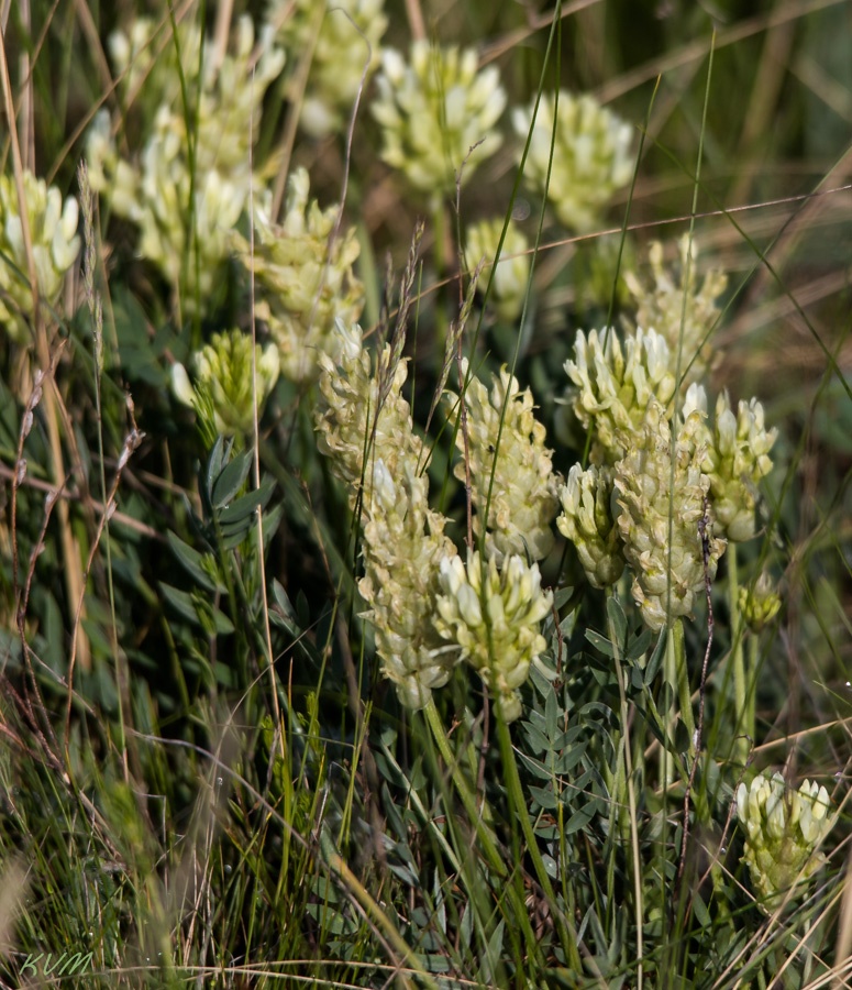 Изображение особи Astragalus follicularis.