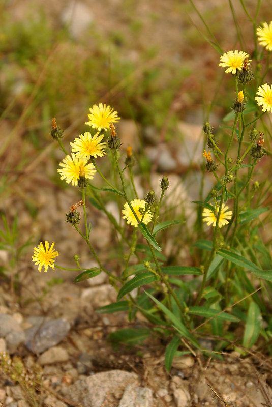 Image of Picris japonica specimen.