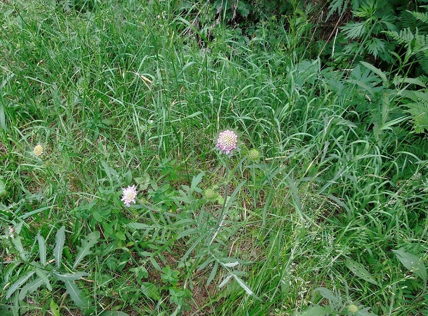 Image of Knautia arvensis specimen.