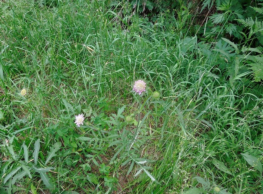 Изображение особи Knautia arvensis.