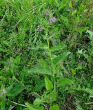 Symphytum officinale. Цветущее растение. Москва, Кусково, залежь у ж.-д. платформы Кусково. 19.06.2014.